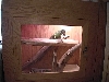 my iguanas in brasil